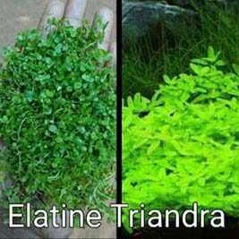 Elatine Triandra Live Aquarium Plant