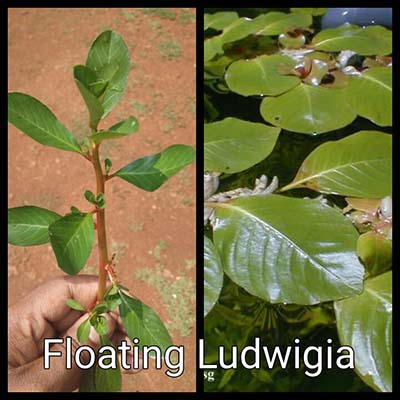 Floating Ludwigia Live Aquarium Plant