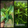 Floscopa Cf Scandens Live Aquarium Plant