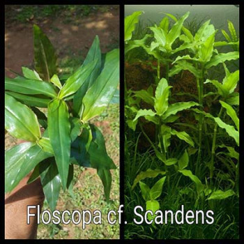Floscopa Cf Scandens Live Aquarium Plant