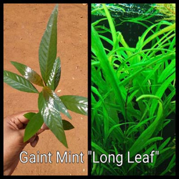 Gaint Mint Long Leaf Live Aquarium Plant