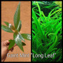 Gaint Mint Long Leaf Live Aquarium Plant