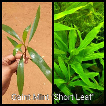 Gaint Mint Short Leaf Live Aquarium Plant