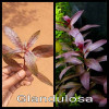 Glandulosa Live Aquarium Plant