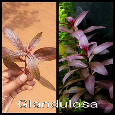 Glandulosa Live Aquarium Plant
