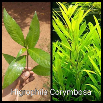 Higrophila Corymbosa Live Aquarium Plant