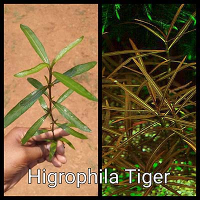 Higrophila Tiger Live Aquarium Plant