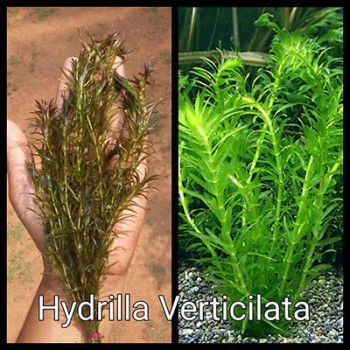 Hydrilla Live Aquarium Plant