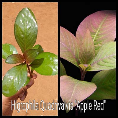 Hygrophila Sp. Quadrivalvis Apple Red Live Aquarium Plant