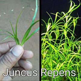 Juncus Repens Live Aquarium Plant
