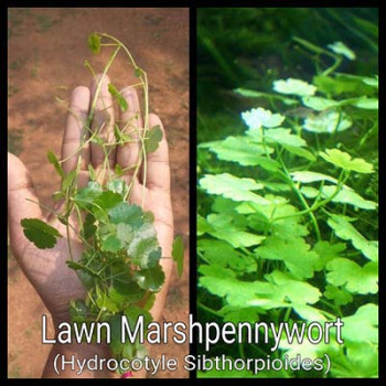 Lawn Marshpennywort Live Aquarium Plant