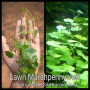 Lawn Marshpennywort Live Aquarium Plant