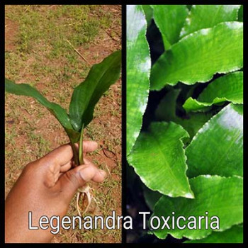Legenandra Toxicaria Live Aquarium Plant
