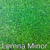 Lemna Minor Live Aquarium Plant