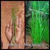 Lilaeopsis Macloviana Live Aquarium Plant