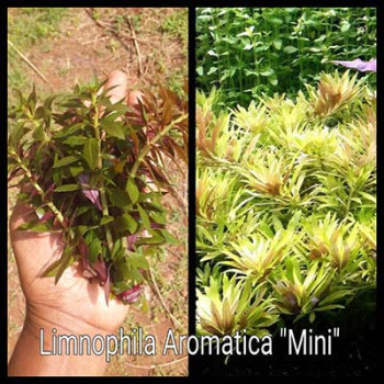 Limnophila Aromatica Mini Live Aquarium Plant