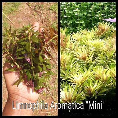 Limnophila Aromatica Mini Live Aquarium Plant
