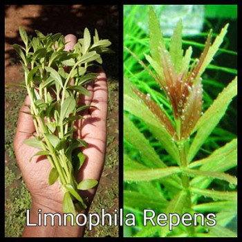 Limnophila Repens Live Aquarium Plant