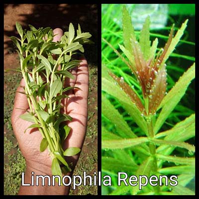 Limnophila Repens Live Aquarium Plant