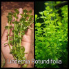 Lindernia Rotundifolia Live Aquarium Plant