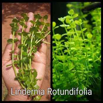 Lindernia Rotundifolia Live Aquarium Plant