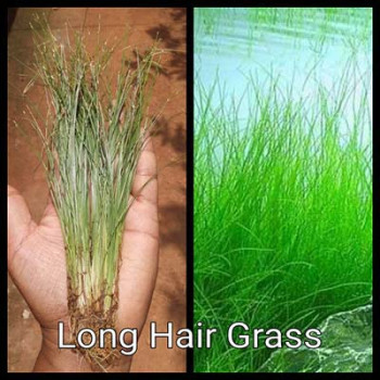 Long Hair Grass Live Aquarium Plant