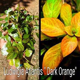 Ludiwigia Atlantis Dark Orange Live Aquarium Plant