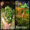 Ludiwigia Brevipes Live Aquarium Plant