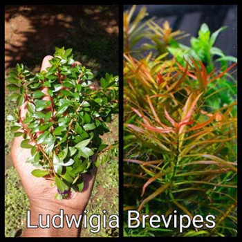 Ludiwigia Brevipes Live Aquarium Plant
