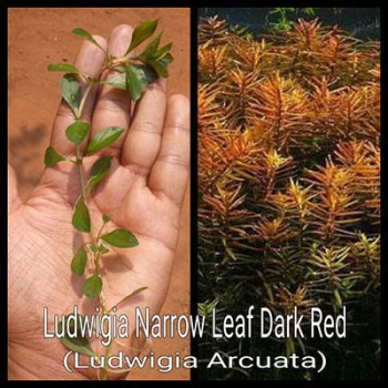 Ludiwigia Narrow Leaf Live Aquarium Plant