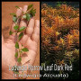 Ludiwigia Narrow Leaf Live Aquarium Plant