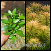 Ludiwigia Inclinata Var Cuba Live Aquarium Plant
