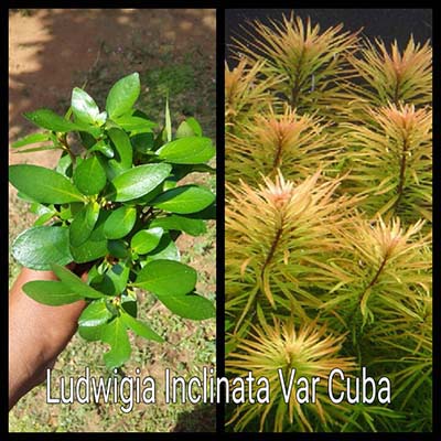 Ludiwigia Inclinata Var Cuba Live Aquarium Plant