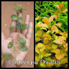 Ludwigia Ovalis Live Aquarium Plant