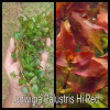 Ludwigia Palustris-Hi Red Live Aquarium Plant