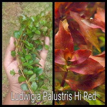 Ludwigia Palustris-Hi Red Live Aquarium Plant