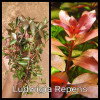 Ludwigia Repens Live Aquarium Plant