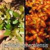 Ludwigia Senegalensis Live Aquarium Plant