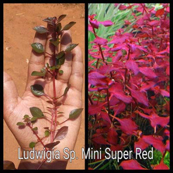 Ludwigia Sp. Mini Super Red Live Aquarium Plant