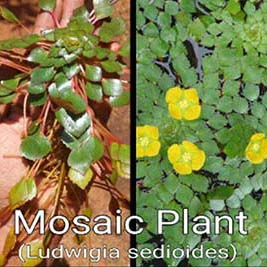 Mosaic Plant Live Aquarium Plant