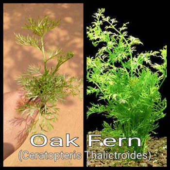 Oak Fern Live Aquarium Plant