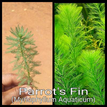 Parrots Fin Live Aquarium Plant