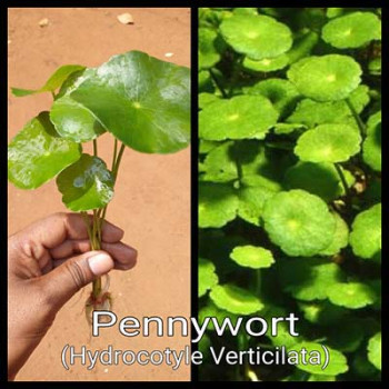 Pennywort Live Aquarium Plant
