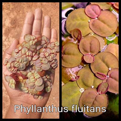 Phyllanthus Fluitans Live Aquarium Plant