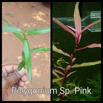 Polygonum Sp.Pink Live Aquarium Plant