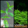 Porto Velho Live Aquarium Plant
