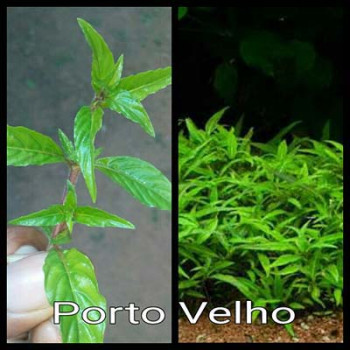 Porto Velho Live Aquarium Plant