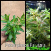 Proserpinaca Palustris Live Aquarium Plant
