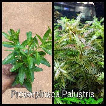 Proserpinaca Palustris Live Aquarium Plant