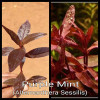Purple Mint Live Aquarium Plant
